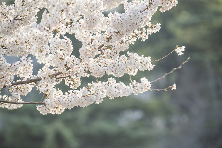 美丽樱花节春天盛开的樱花背景