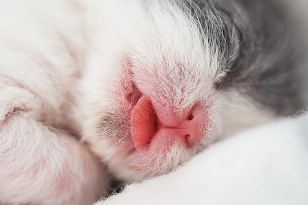 猫鼻子特写宠物猫的日常背景