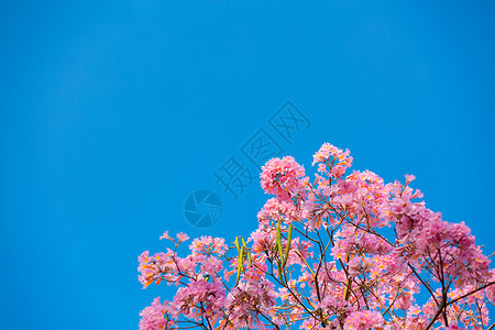 蓝绣球蓝天下紫花风铃花背景