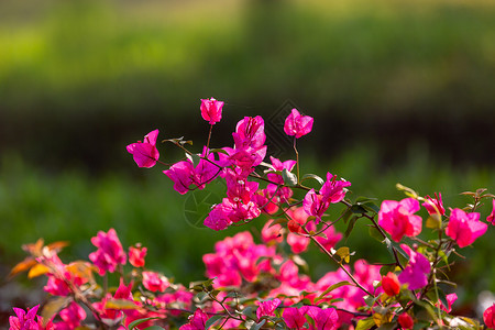 一朵杜鹃花三角梅背景