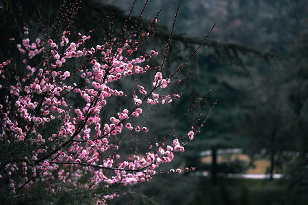 赏梅春天开放的梅花背景