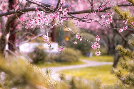 赏梅春天开放的梅花背景