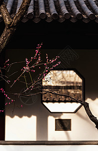 春天的梅花与传统古典窗户图片