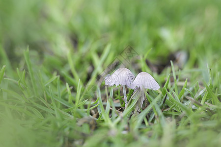 春天雨后蘑菇水珠雨露图片