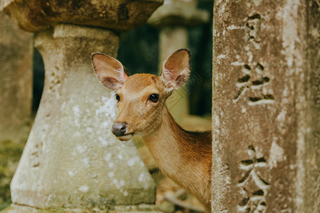 迷途的鹿日本奈良公园动物背景