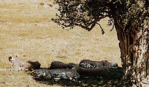 休息的非洲豹背景图片