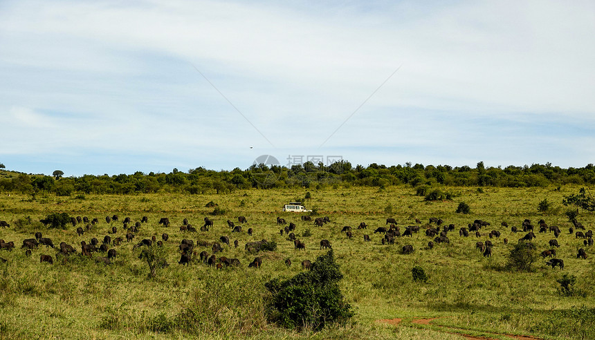 非洲角马群图片