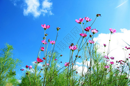 清新淡雅花儿系格桑花背景