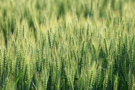 绿色麦子边框麦田背景