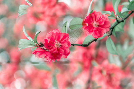 春天落花古风桃花背景