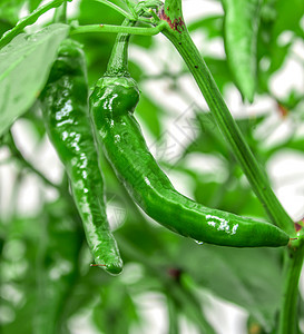 挂在枝头的青辣椒农产品高清图片素材