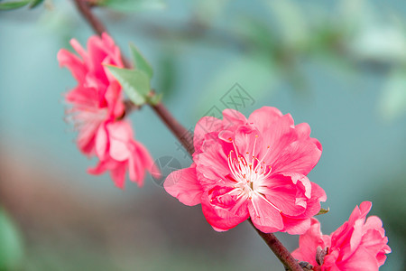 一枝桃花古风桃花背景