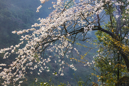 樱花如画景色背景图片