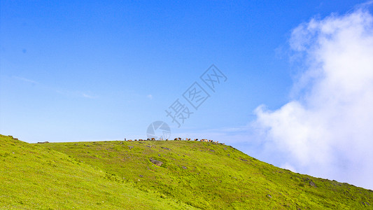 山顶美景牛群吃草背景图片