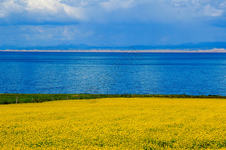 青海油菜花青海湖畔油菜花海背景