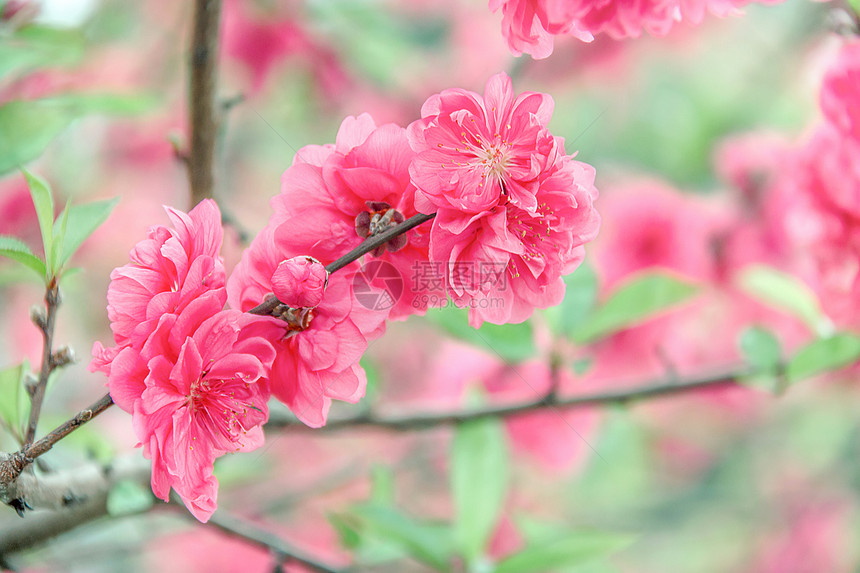 桃花盛开图片