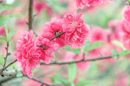 桃花盛开背景图片