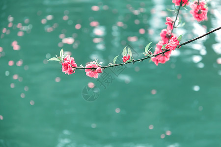一枝桃花桃花落水背景