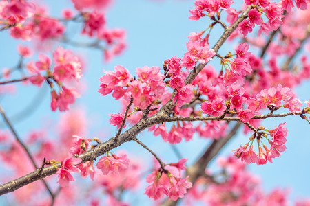 粉可爱福州春天樱花里飞舞的蜜蜂背景