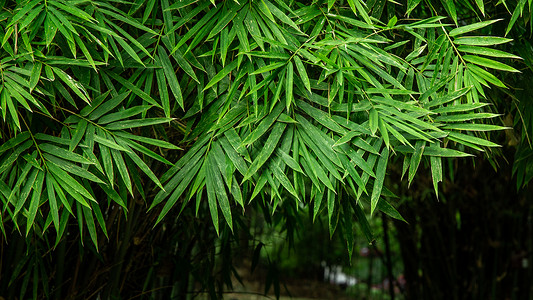 绿色的竹叶春天雨后的竹叶背景