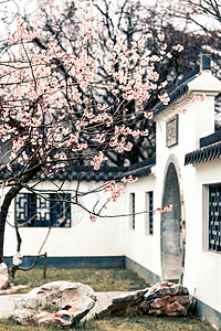 南京玄武湖樱洲春天的樱花图片