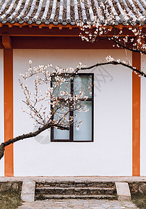 踏春南京玄武湖樱洲春天的樱花背景