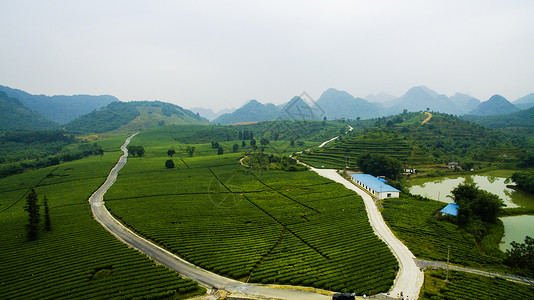 广东英德茶园航拍高清图片