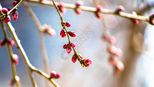 花蕾背景图片