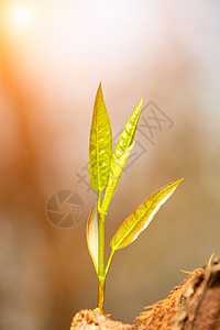 植树树木春天树木发芽背景