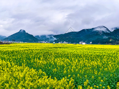 贵州铜仁瓦屋油菜花高清图片