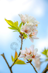 春天阳光下盛开的樱花高清图片