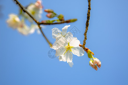 春天阳光下盛开的樱花高清图片