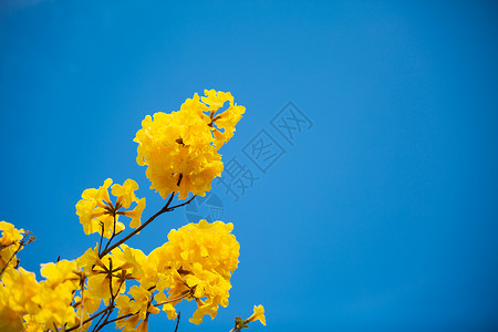 百花齐放黄花风铃木背景