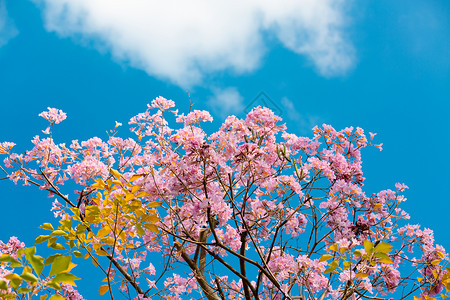 紫花风铃花背景图片