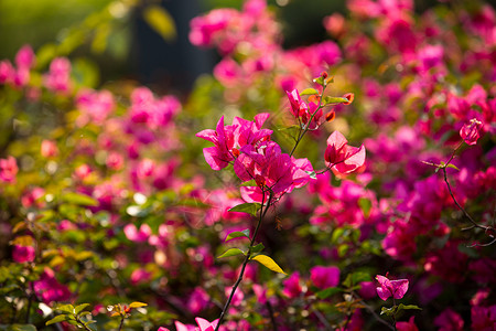 簕杜鹃花三角梅背景