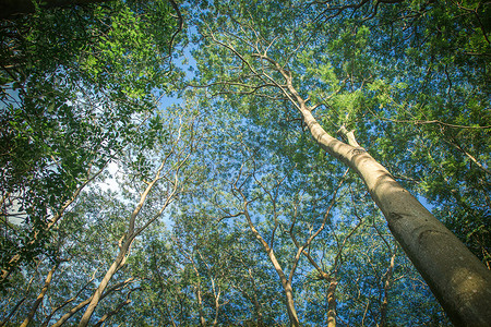 深圳莲花山公园里的树林图片