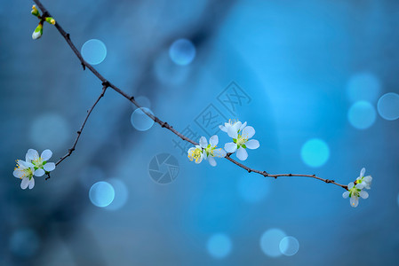 白百何花朵春天的花开了白桃花背景