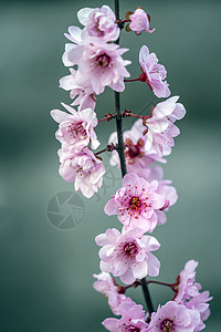 春天的花开美人梅图片