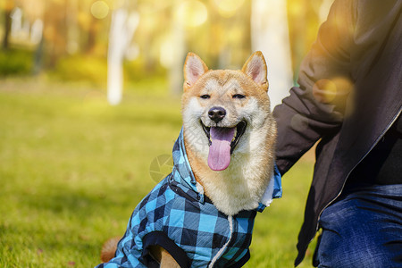 穿着蓝色衣服的柴犬背景图片