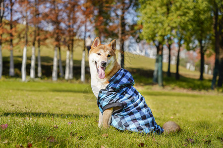 穿着蓝色衣服的柴犬背景图片