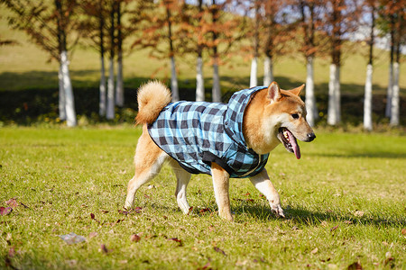 遛狗柴犬狗狗衣服高清图片