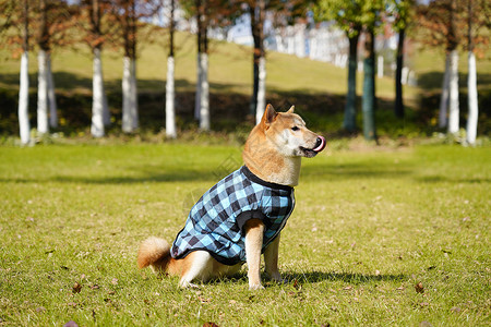 穿着蓝色衣服的柴犬背景图片