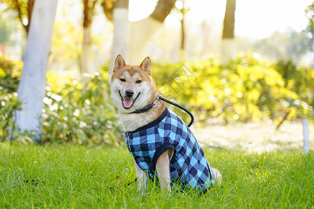 坐着的小狗穿着蓝色衣服的柴犬背景