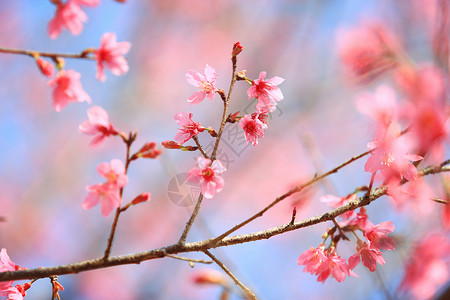 樱花背景图片