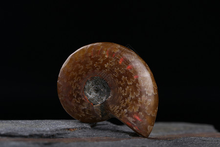化石蜗牛图片