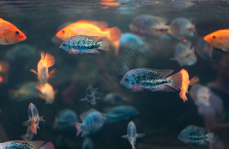 海洋生物鱼类高清图片