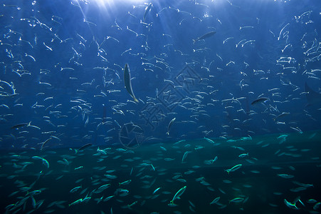 生态体验潜水体验斑斓的海洋生物背景