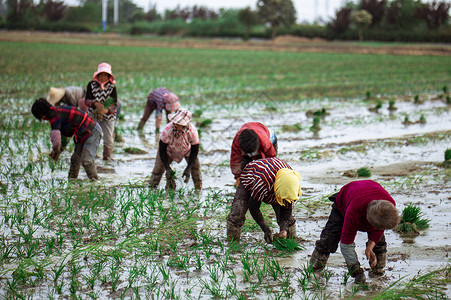 生态农农民劳动者穿着胶鞋在田间插秧背景