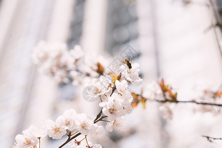 美丽樱花节海报春天盛开的樱花背景