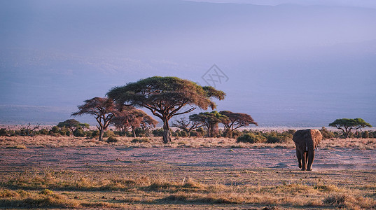 非洲象群草原上非洲象高清图片